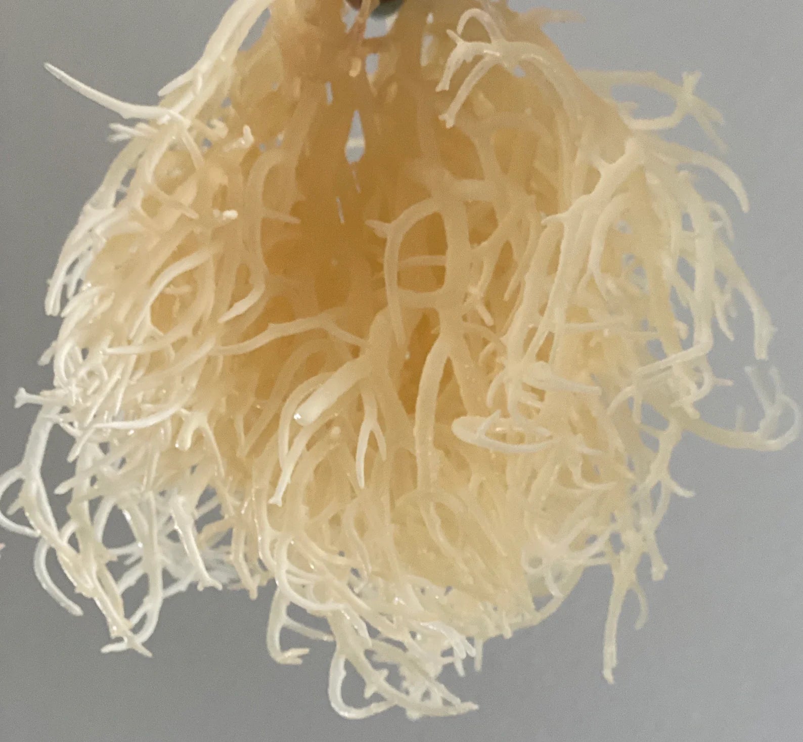 Authentic sea moss
