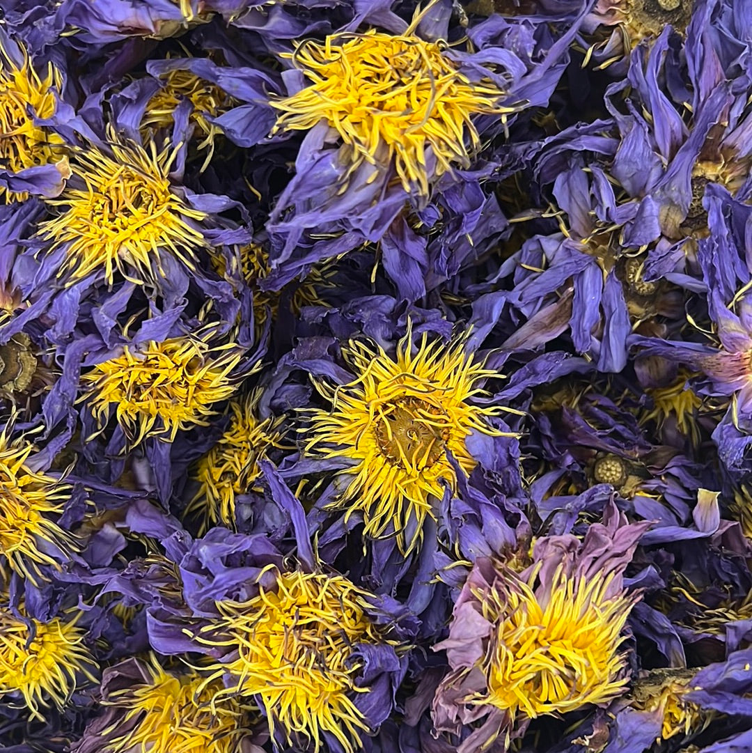 whole blue lotus flowers