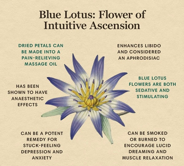 blue lotus flower spiritual benefits