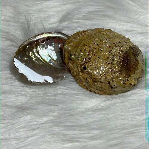 abalone shell from Mexico