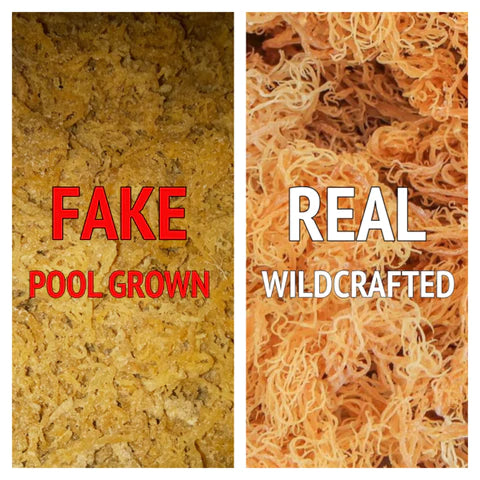 difference between real wildcrafted sea moss and fake pool grown seamoss