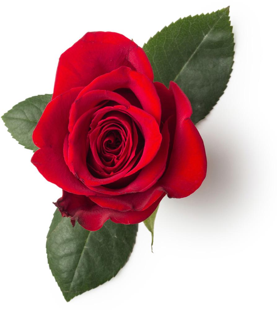 rose quatz candle