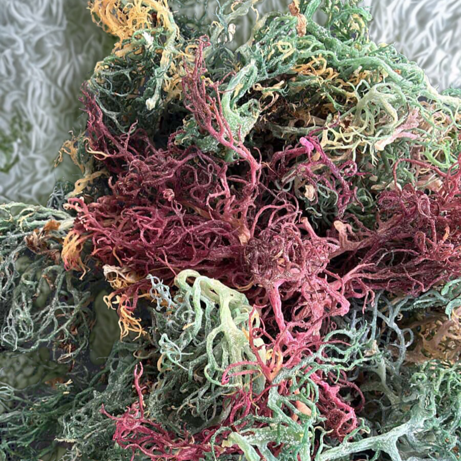 raw  & wildcrafted
sea moss from wholifeco