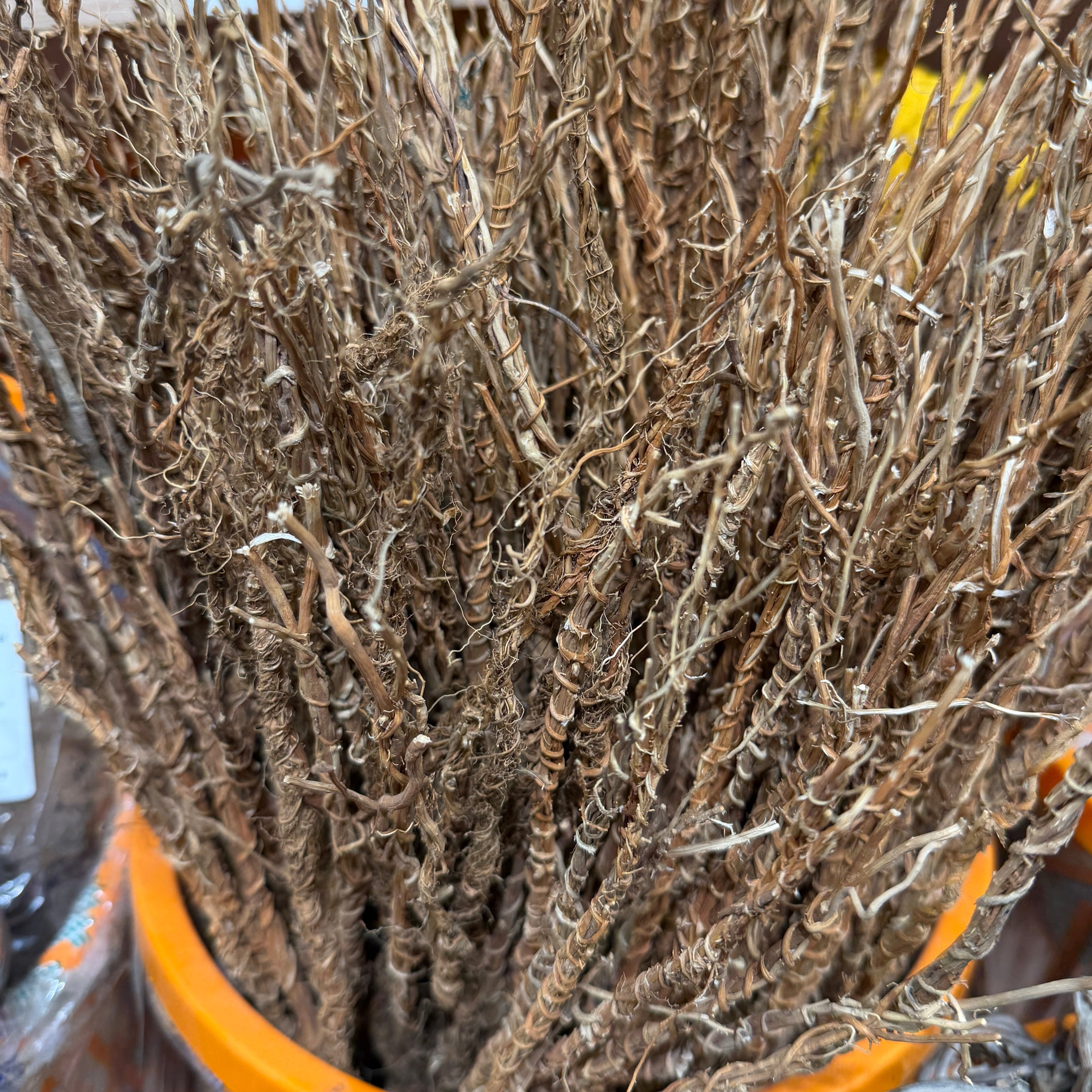 Gongoli West African vetiver root