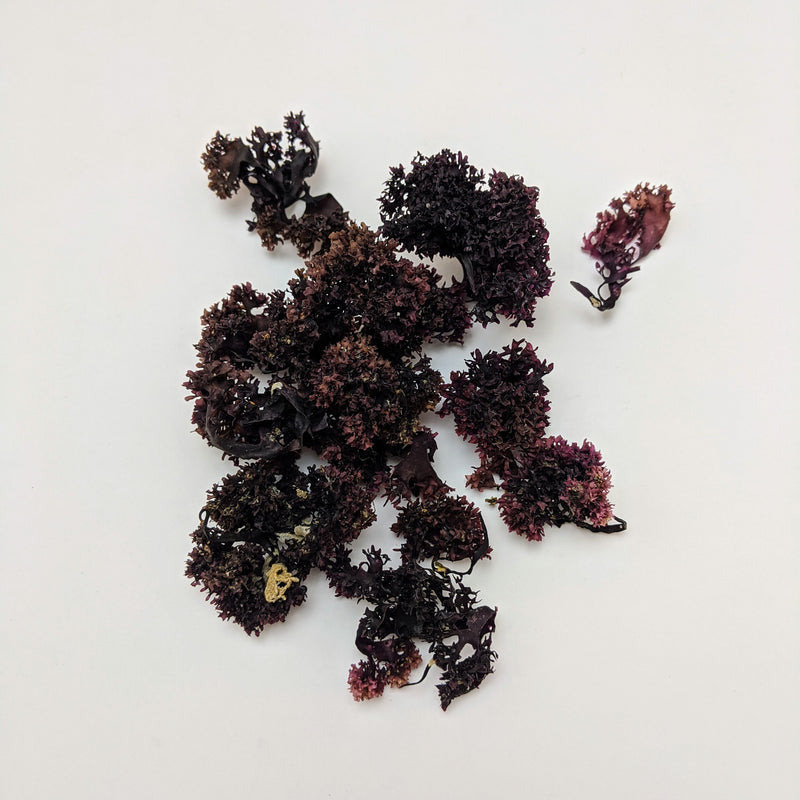 Atlantic Irish moss - Chondrus Crispus wholifeco