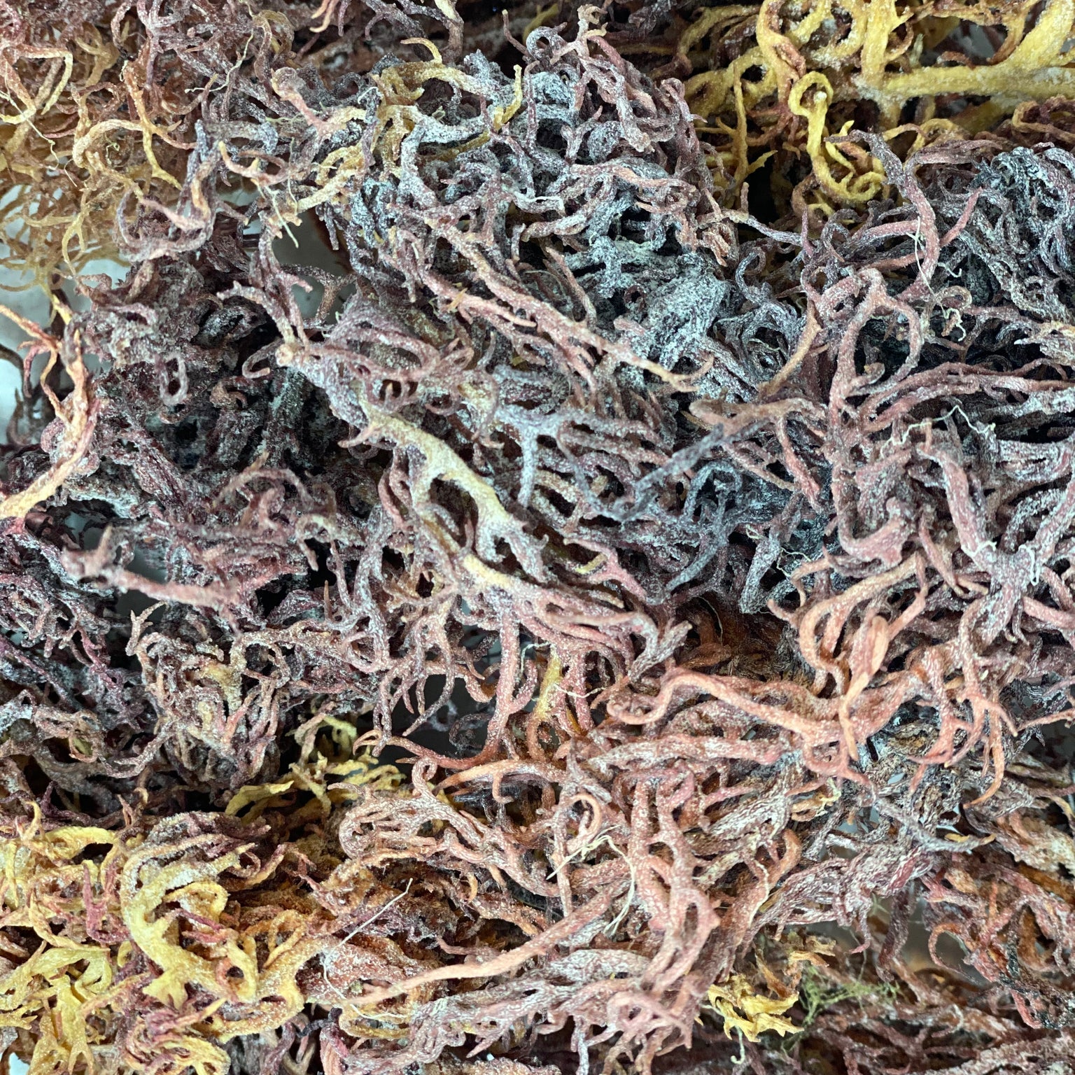 Full Spectrum Sea Moss - Raw & Wildcrafted