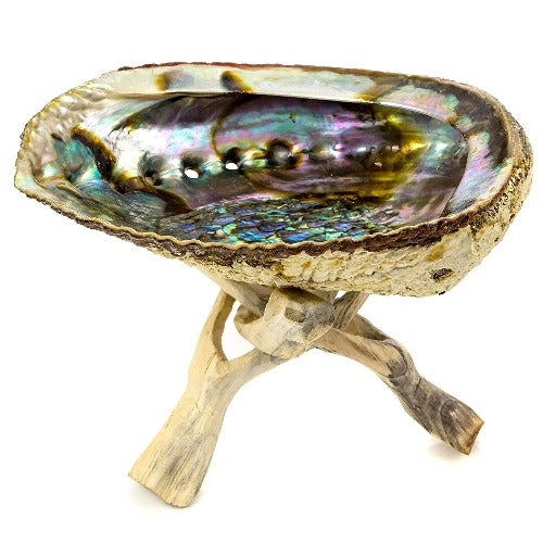 abalone shell with tripod