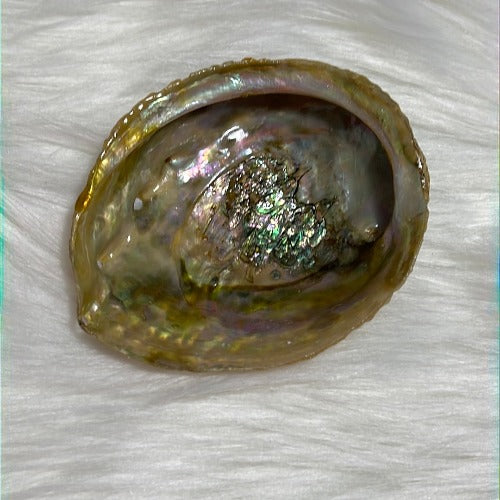 femme yogipreneur abalone shell