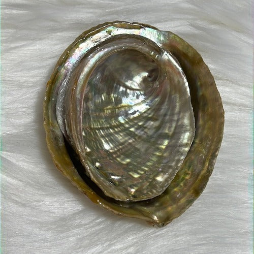 Abalone shell for smudging